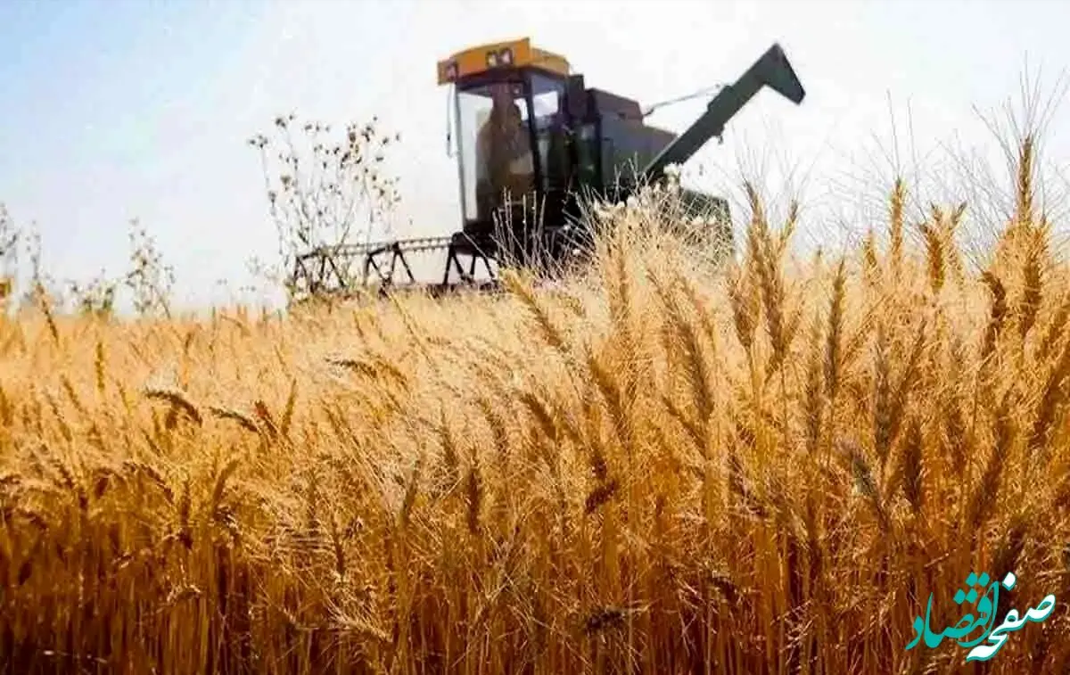 آخرین خبر از قیمت جدید خرید تضمینی گندم امروز چهارشنبه ۲۰ تیر ماه ۱۴۰۳ | از خرید تضمینی گندم چه خبر؟ 