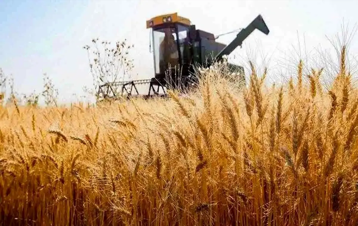 آخرین خبر از قیمت جدید خرید تضمینی گندم امروز چهارشنبه ۲۰ تیر ماه ۱۴۰۳ | از خرید تضمینی گندم چه خبر؟