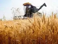 آخرین خبر از قیمت جدید خرید تضمینی گندم امروز چهارشنبه ۲۰ تیر ماه ۱۴۰۳ | از خرید تضمینی گندم چه خبر؟ 