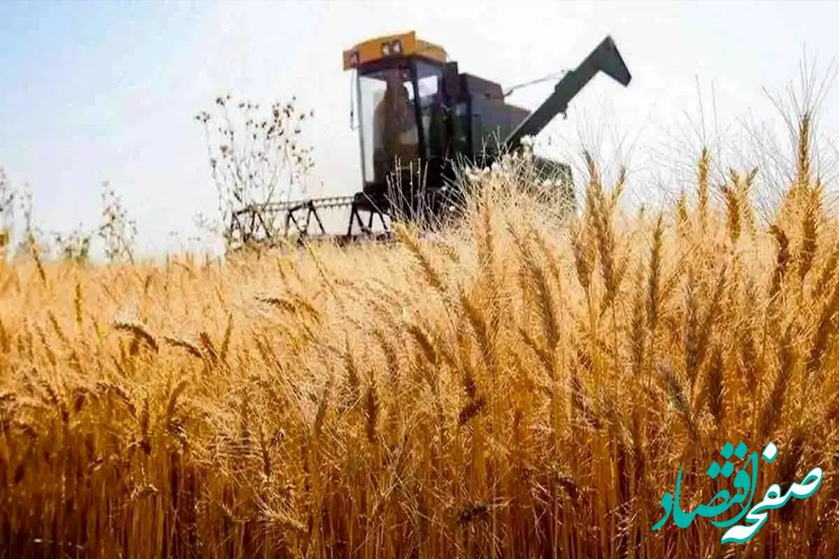 آخرین خبر از قیمت جدید خرید تضمینی گندم امروز چهارشنبه ۲۰ تیر ماه ۱۴۰۳ | از خرید تضمینی گندم چه خبر؟ 