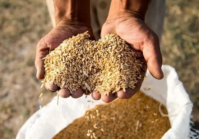 یک وعده جدید/ مطالبات گندمکاران تا دو هفته آینده پرداخت می شود