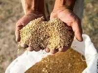 یک وعده جدید/ مطالبات گندمکاران تا دو هفته آینده پرداخت می شود 