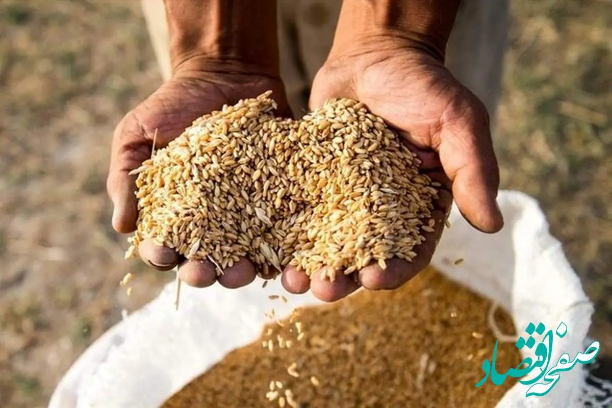 یک وعده جدید/ مطالبات گندمکاران تا دو هفته آینده پرداخت می شود 