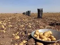 پایان التهاب بازار سیب زمینی/واردات سیب زمینی از پاکستان