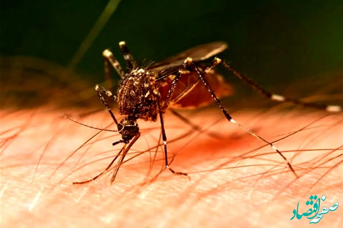 پشه خطرناک آئدس یا ببرآسیایی را بشناسید | عواقب نیش این حشره خطرناک