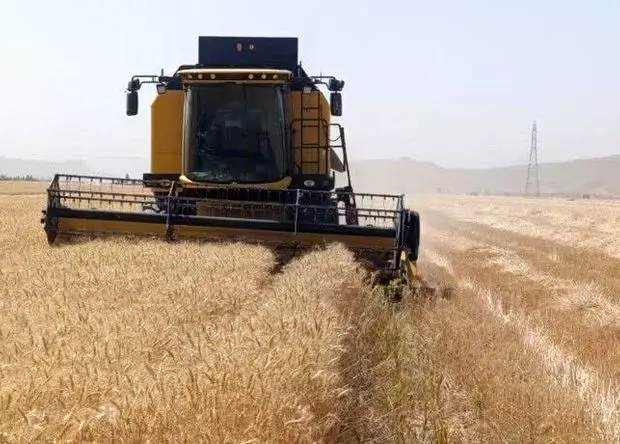 آخرین خبر از پرداخت مطالبات گندمکاران امروز پنجشنبه ۱۸ تیر ۱۴۰۵