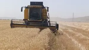 آخرین خبر از پرداخت مطالبات گندمکاران امروز پنجشنبه ۱۸ تیر ۱۴۰۵