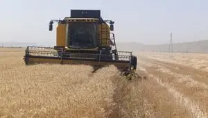 آخرین خبر از پرداخت مطالبات گندمکاران امروز پنجشنبه ۱۸ تیر ۱۴۰۵