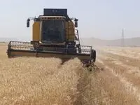 آخرین خبر از پرداخت مطالبات گندمکاران امروز پنجشنبه ۱۸ تیر ۱۴۰۵