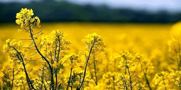 آغاز خرید توافقی کلزا در گلستان + جزئیات