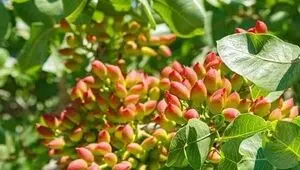 دستگیری سارق ۴۰۰ کیلو پسته در خاتم 