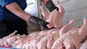 قیمت مرغ به این دلیل ارزان می شود + ویدئو