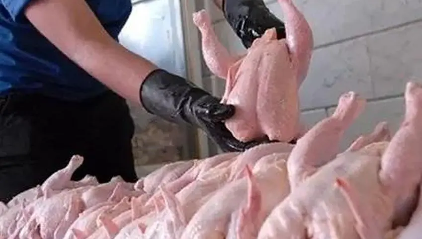 قیمت مرغ به این دلیل ارزان می شود + ویدئو