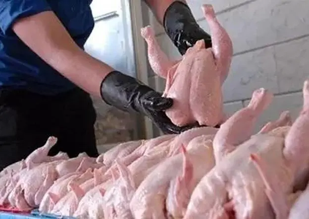 قیمت مرغ به این دلیل ارزان می شود + ویدئو