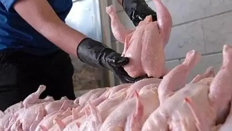 جدیدترین قیمت مرغ در بازار اعلام شد | مرغ زنده کیلویی چند؟ 