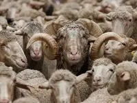بازار دام ملتهب شد! | آخرین تغییرات قیمت دام زنده امروز پنجشنبه ۲۳ اسفند ۱۴۰۳