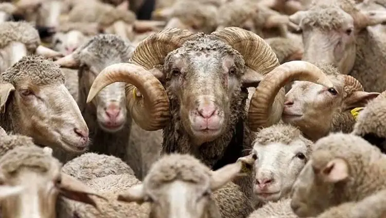 سوءاستفاده از گوشت یارانه‌ای مردم در صنعت فرآورده‌های گوشتی + ویدئو