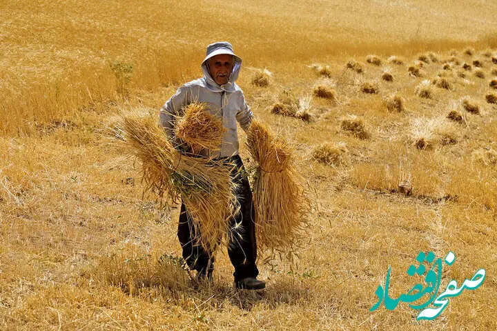 واکنش کشاورزان به نرخ جدید خرید تضمینی گندم