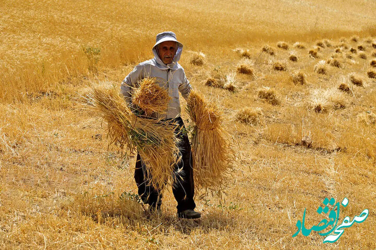آیا در کشور ما قیمت جهانی گندم برای کشاورزان به صرفه است؟ | گندمکاران بخوانند