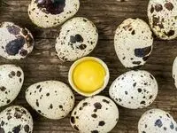 جدیدترین قیمت تخم بلدرچین امروز جمعه ۱۱ اردیبهشت ماه ۱۴۰۵ اعلام شد