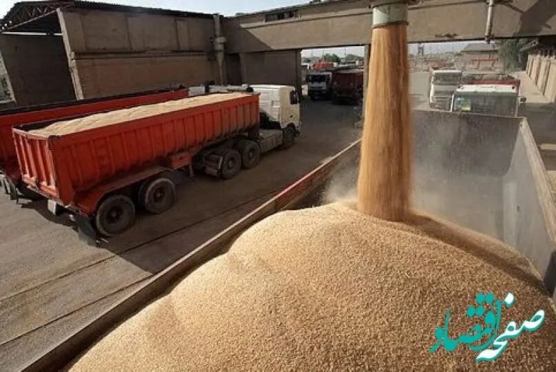 آخرین خبر از خرید تضمینی گندم امروز شنبه ۱۸ مرداد ماه ۱۴۰۴ | خبر شبانه از پرداخت مطالبات گندمکاران