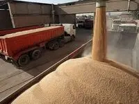 آخرین خبر از خرید تضمینی گندم امروز شنبه ۱۸ مرداد ماه ۱۴۰۴ | خبر شبانه از پرداخت مطالبات گندمکاران