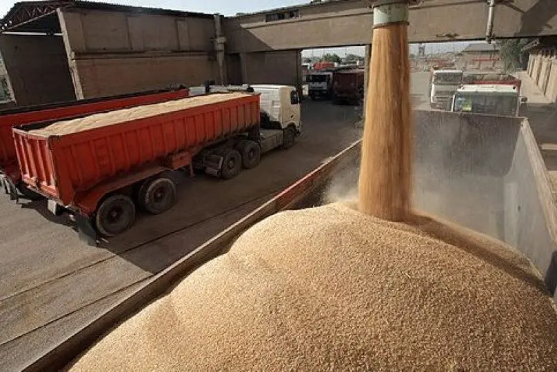 آخرین خبر از خرید تضمینی گندم امروز شنبه ۱۸ مرداد ماه ۱۴۰۴ | خبر شبانه از پرداخت مطالبات گندمکاران