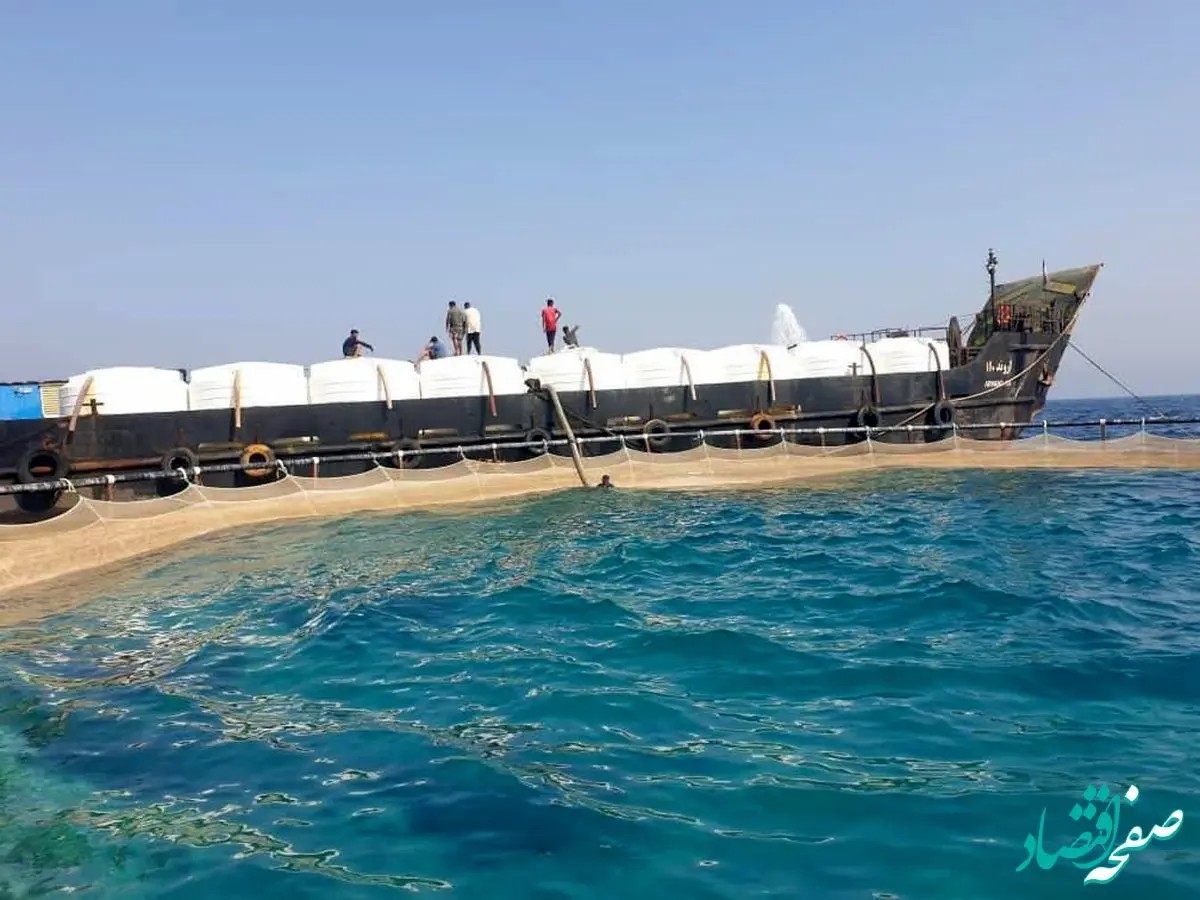 آغاز ذخیره‌سازی 200 هزار قطعه بچه ماهی سی باس در قشم