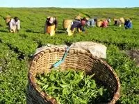 رنج چای‌کاران سود دلالان؟ نارضایتی از قیمت خرید تضمینی!