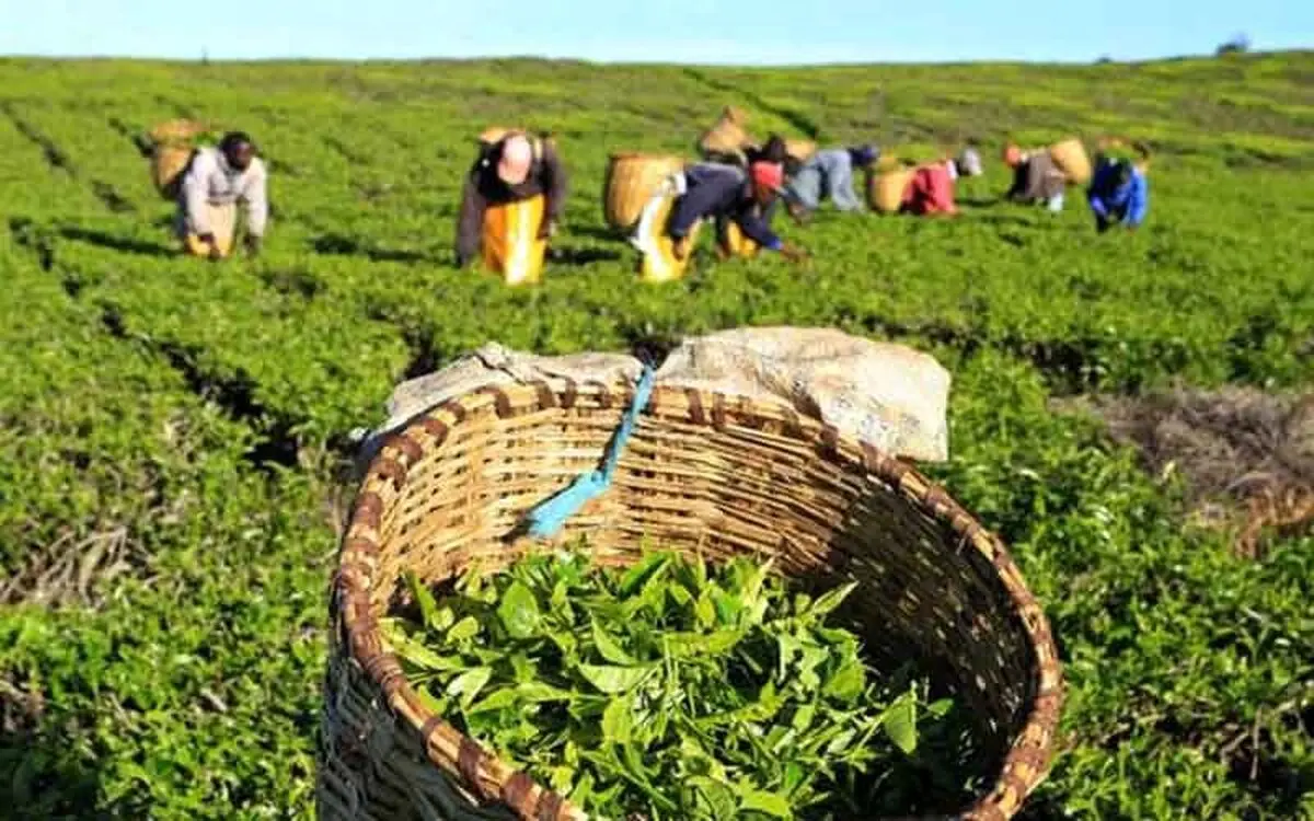 رنج چایکاران سود دلالان؟ نارضایتی از قیمت خرید تضمینی!