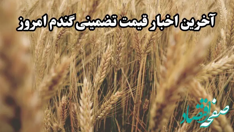 آخرین خبر از خرید تضمینی گندم امروز یکشنبه ۶ اردیبهشت ۱۴۰۵ | ارز واردات گندم دوباره به این مبلغ رسید