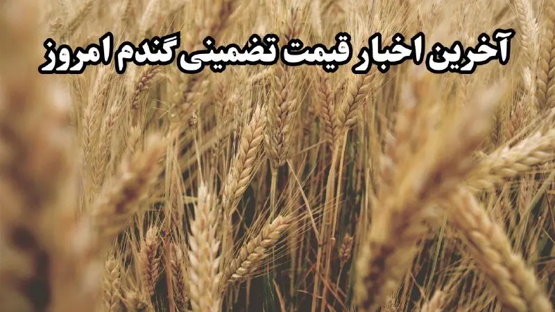 جزئیات قیمت خرید تضمینی گندم ۱۴۰۴ اعلام شد | گندم به قیمت تضمینی رسید!