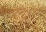 خبر شامگاهی از خرید تضمینی گندم / ۱۸ تیر ۱۴۰۴