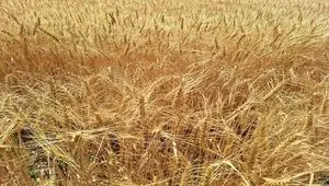 خبر شامگاهی از خرید تضمینی گندم / ۱۸ تیر ۱۴۰۴