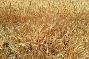 خبر شامگاهی از خرید تضمینی گندم / ۱۸ تیر ۱۴۰۴