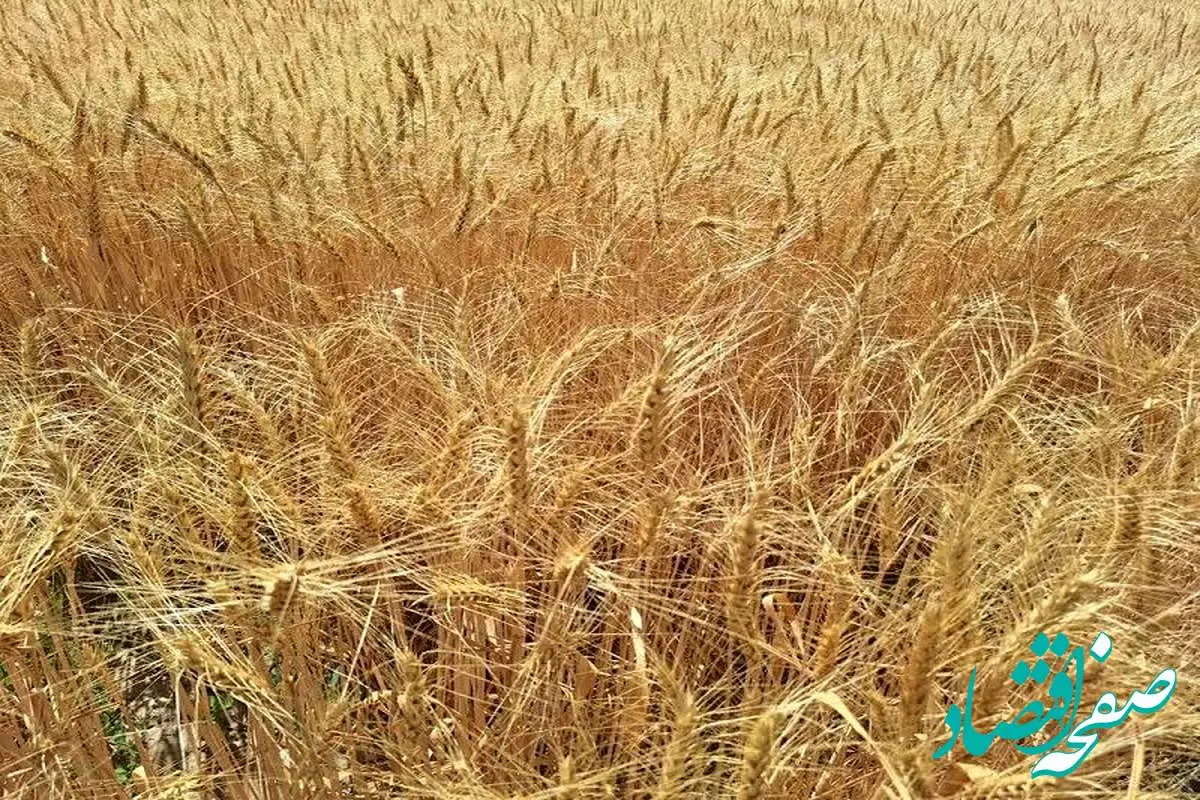 خبر شامگاهی از خرید تضمینی گندم / ۱۸ تیر ۱۴۰۴
