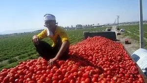 رد اعمال محدودیت های صادراتی برای گوجه فرنگی