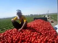 رد اعمال محدودیت های صادراتی برای گوجه فرنگی