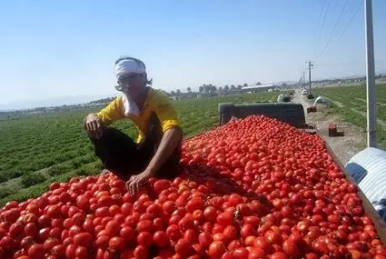 رد اعمال محدودیت های صادراتی برای گوجه فرنگی