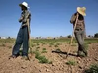 در سال زراعی جدید به کشاورزان وام پرداخت می شود+شرایط