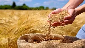 آخرین اخبار خرید تضمینی گندم / خرید تضمینی ۹۸۰ هزار تن گندم از آغاز فصل برداشت