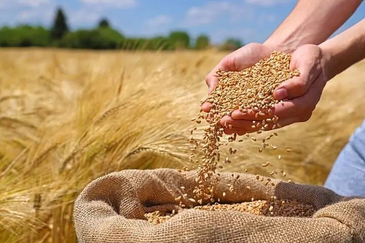 آخرین اخبار خرید تضمینی گندم / خرید تضمینی ۹۸۰ هزار تن گندم از آغاز فصل برداشت