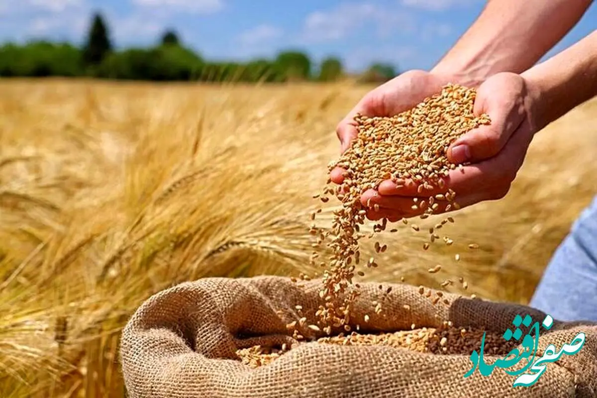 آخرین اخبار خرید تضمینی گندم / خرید تضمینی ۹۸۰ هزار تن گندم از آغاز فصل برداشت