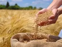آخرین اخبار خرید تضمینی گندم / خرید تضمینی ۹۸۰ هزار تن گندم از آغاز فصل برداشت
