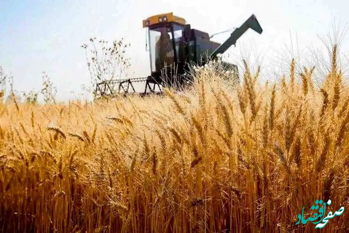 نرخ گندم، صدای کشاورزان را درآورد! /اعتراض رئیس کمیسیون کشاورزی به قیمت خرید تضمینی