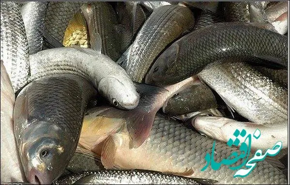 ماهی قزل آلا در بازار کیلویی چند؟