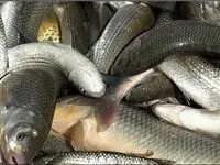 ماهی قزل آلا در بازار کیلویی چند؟