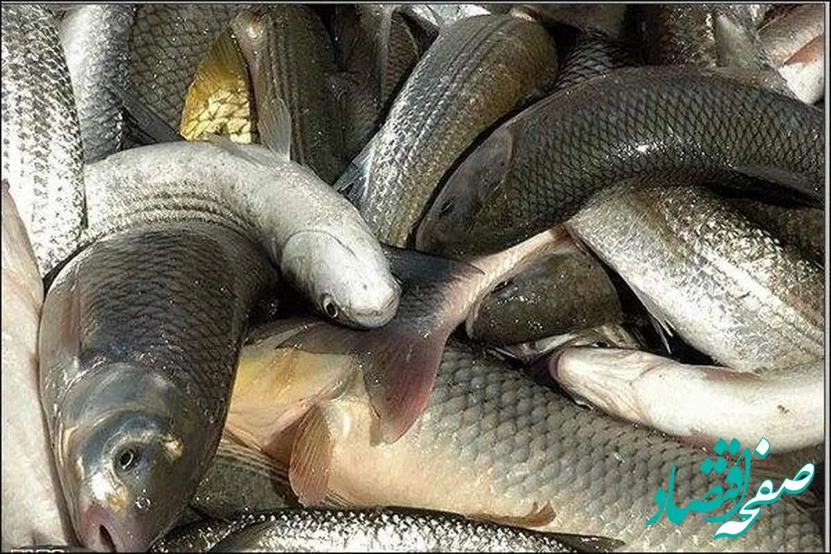ماهی قزل آلا در بازار کیلویی چند؟