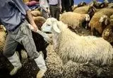 ورود ۷۰ هزار رأس دام زنده به بازار؛ برنامه جدید برای شکستن قیمت گوشت