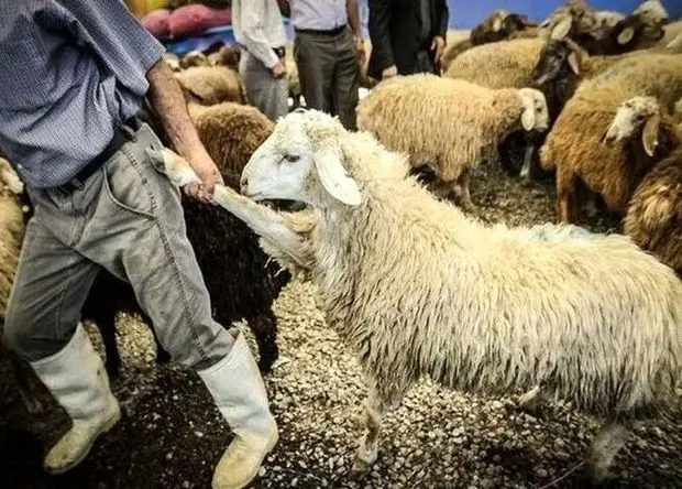 ورود ۷۰ هزار رأس دام زنده به بازار؛ برنامه جدید برای شکستن قیمت گوشت